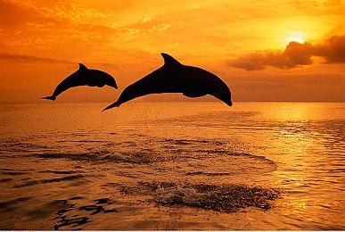 Atlus宣布《真女神转生5》总销量超80万套